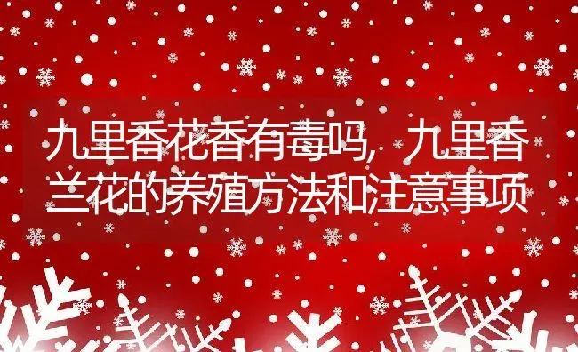 九里香花香有毒吗,九里香兰花的养殖方法和注意事项 | 养殖常见问题