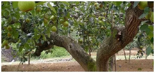 梨树棚架种植技术 | 农业问题