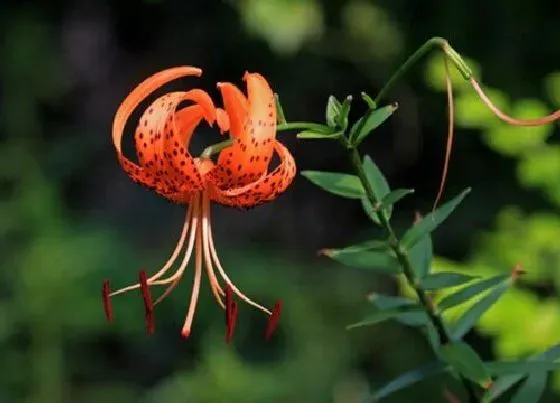 植物常识问题|百合花品种
