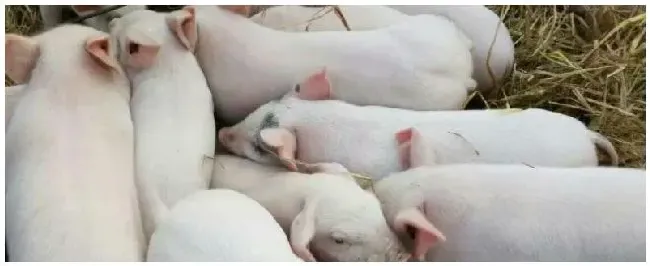 猪拉肚子不吃食是怎么治理大猪冬痢不管它可以吗 | 科普知识