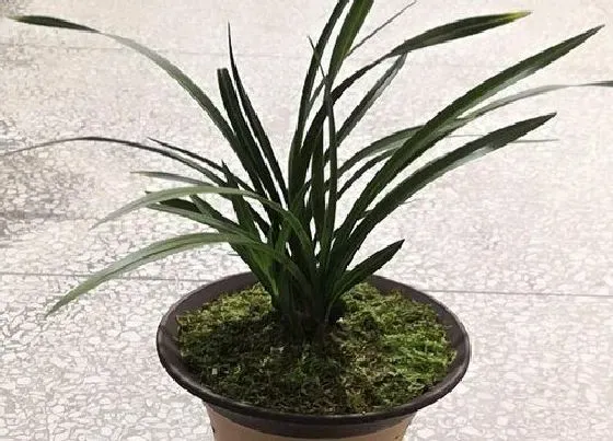 植物常识问题|大盆兰花换盆后一年内能不能施肥