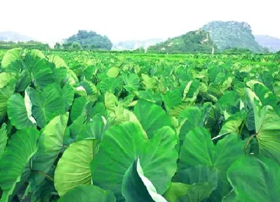 植物常识问题|芋头的种植方法与管理