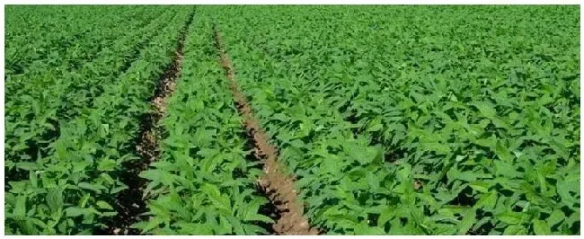 农杆菌转化法为什么不适用单子叶植物农杆菌转化法的优点 | 三农答疑