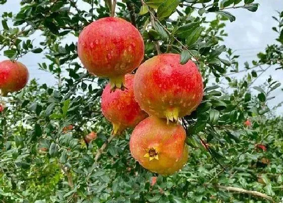 植物常识问题|石榴为什么不开花