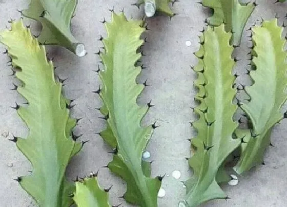 植物常识问题|手把手教你龙骨扦插方法