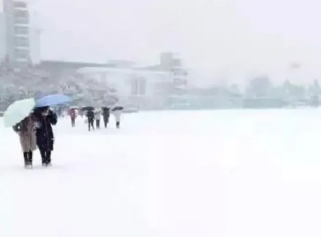 植物常识问题|今日大雪节气 你家大雪到货了吗