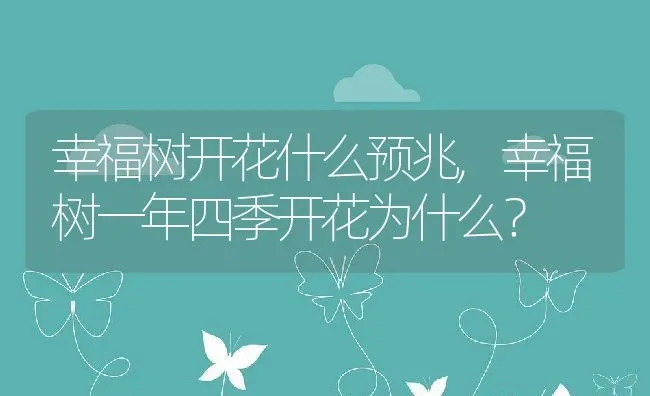 幸福树开花什么预兆,幸福树一年四季开花为什么？ | 养殖常见问题