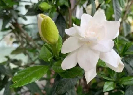 植物常识问题|冬季适合养哪些花卉植物