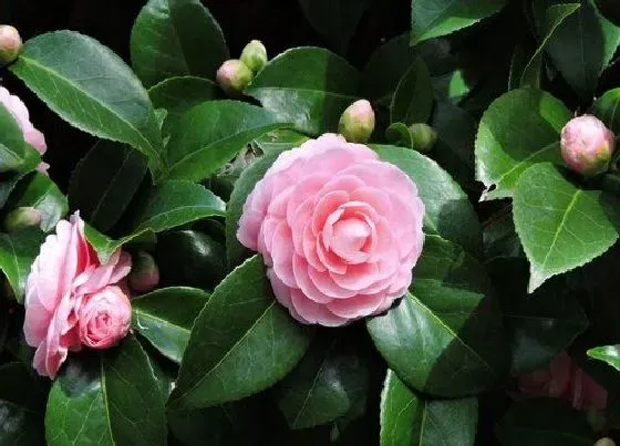 植物常识问题|茶花炭疽病怎么防治