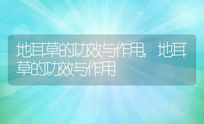 地耳草的功效与作用,地耳草的功效与作用 | 养殖常见问题