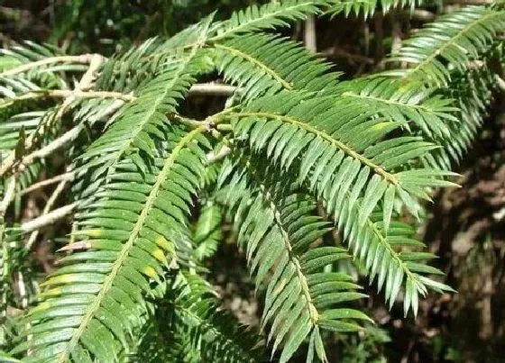 植物常识问题|榧树和红豆杉的区别