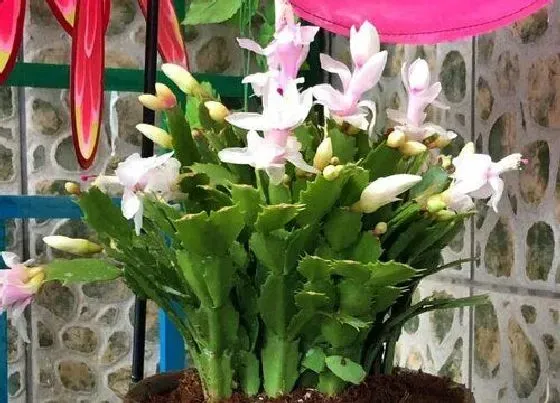 植物常识问题|蟹爪兰叶片萎蔫怎么办  如何正确解决