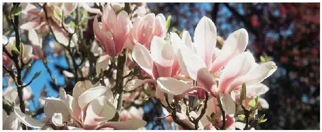 木兰花生长在哪里 | 农业答疑