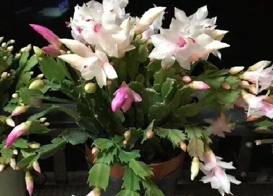 植物常识问题|用什么养护蟹爪兰根壮花又多