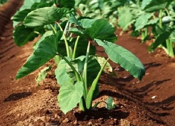 植物常识问题|芋头的种植方法与管理