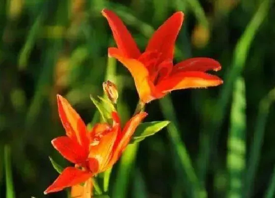 植物常识问题|百合花品种