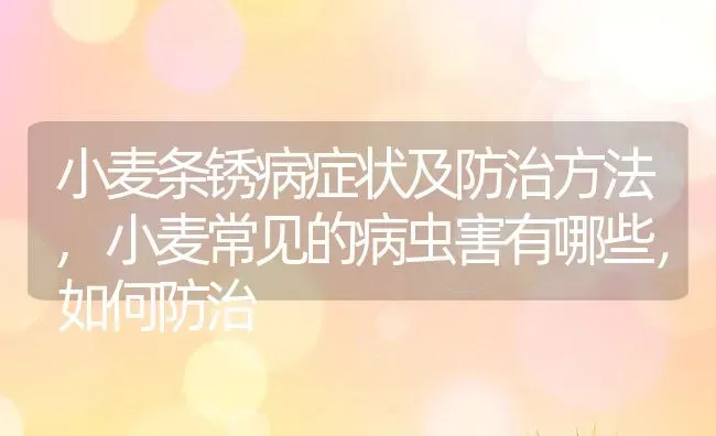 小麦条锈病症状及防治方法,小麦常见的病虫害有哪些，如何防治 | 养殖常见问题