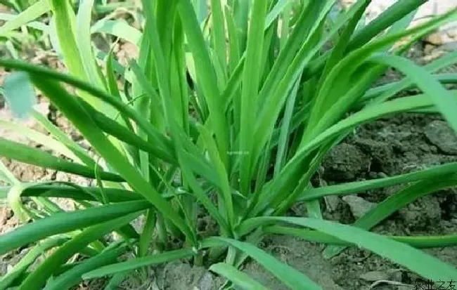 植物常识问题|冬季韭菜的种植与管理方法（冬天韭菜如何施肥过冬）