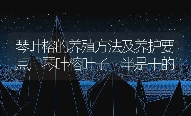 琴叶榕的养殖方法及养护要点,琴叶榕叶子一半是干的 | 养殖常见问题