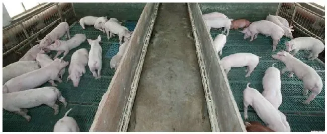 哪里有母猪 | 农业常识