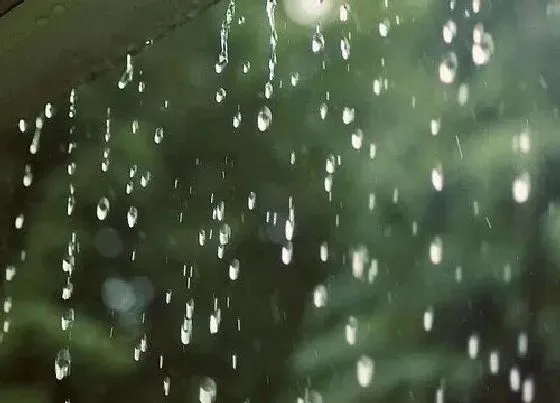 植物常识问题|刚接的雨水马上浇兰花可以吗