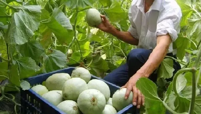 植物常识问题|甜瓜如何整枝打杈留瓜 （种植露天甜瓜摘心打杈留瓜技术）