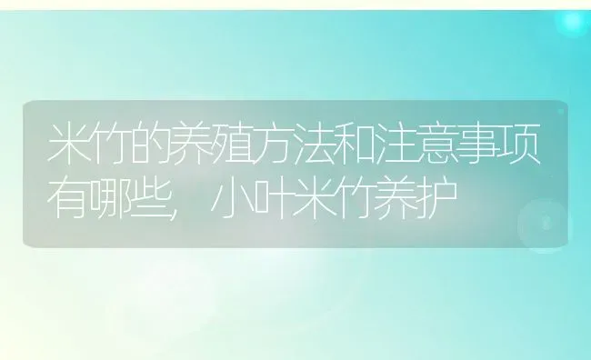 米竹的养殖方法和注意事项有哪些,小叶米竹养护 | 养殖常见问题