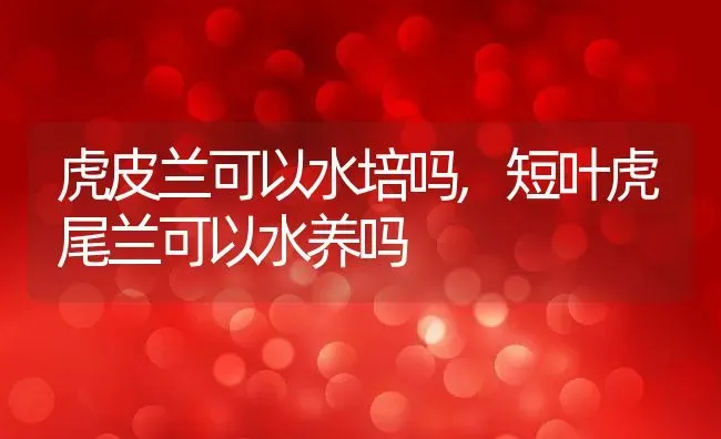 虎皮兰可以水培吗,短叶虎尾兰可以水养吗 | 养殖常见问题