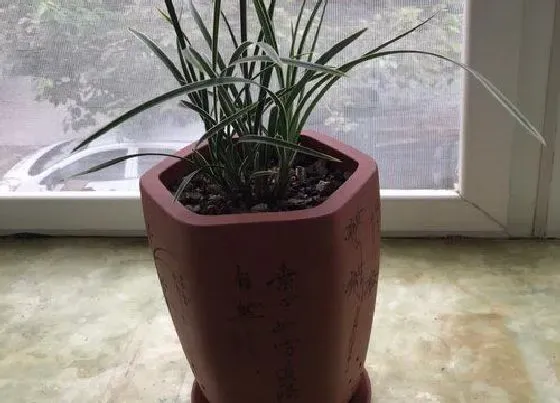 植物常识问题|兰花盆下面托盘里可以有水吗（浇花时托盘有水需要倒掉吗）