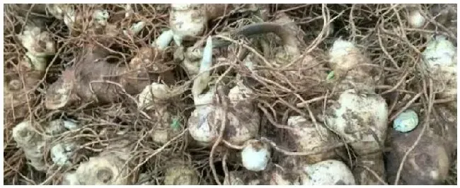 白芨加工制干方法 | 三农问答