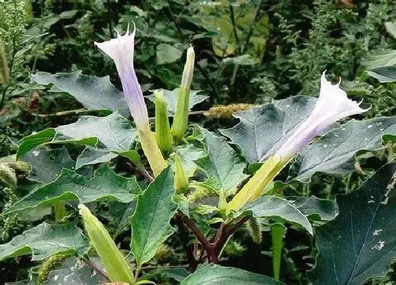 植物常识问题|曼陀罗花有毒吗 曼陀罗花毒性有多强