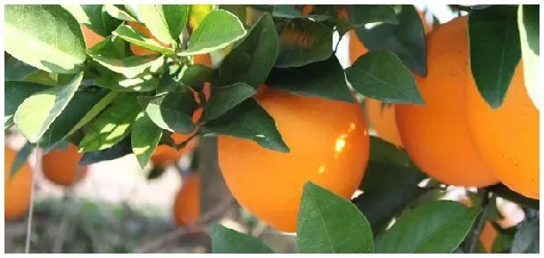 脐橙种植与管理技术 | 三农答疑