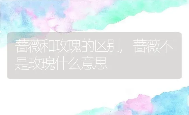 蔷薇和玫瑰的区别,蔷薇不是玫瑰什么意思 | 养殖常见问题
