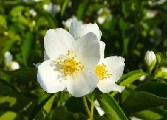 植物常识问题|茉莉夏季怎么养长势喜人