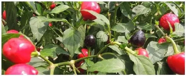 子弹头辣椒种植及产量附管理方法 | 科普知识