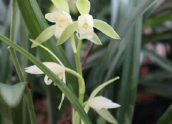 植物常识问题|6月份建兰开花后该如何养护管理