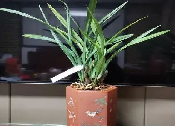 植物常识问题|兰花叶片斑点如何进行防治