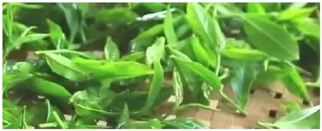 龙岩产什么茶 | 农业答疑