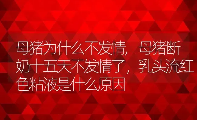 母猪为什么不发情,母猪断奶十五天不发情了，乳头流红色粘液是什么原因 | 养殖常见问题