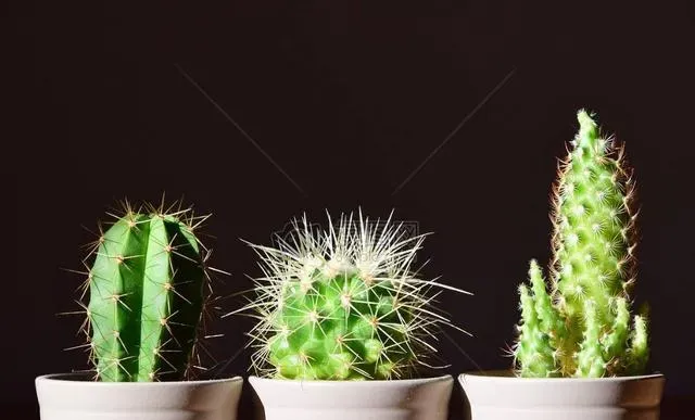 办公室最旺风水植物,办公桌上摆放什么植物好，适合在办公室摆放的植物有哪些？
