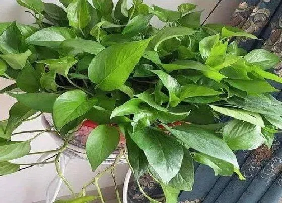 植物常识问题|夏季养护绿萝需要做好哪些要点
