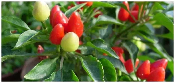子弹头辣椒特点 | 三农答疑