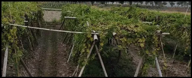 大棚蔬菜如何开展综合防治措施 | 生活常识