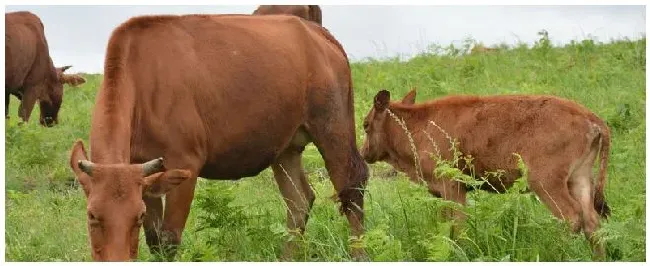 肉牛围栏散养技术 | 生活常识