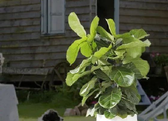 植物常识问题|琴叶榕叶片小如何改善