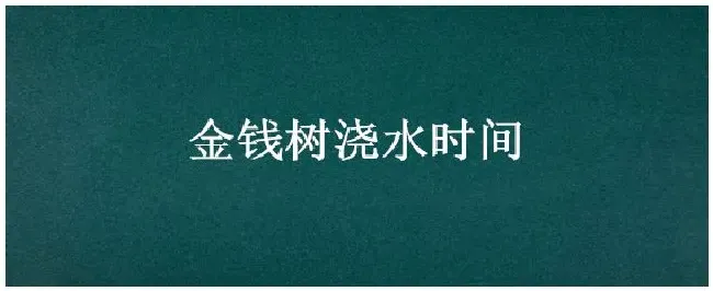 金钱树浇水时间 | 农业答疑
