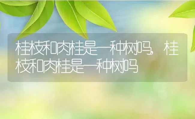 桂枝和肉桂是一种树吗,桂枝和肉桂是一种树吗 | 养殖常见问题