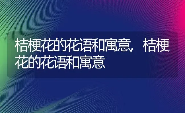 桔梗花的花语和寓意,桔梗花的花语和寓意 | 养殖常见问题