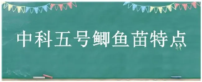 中科五号鲫鱼苗特点 | 农业问题