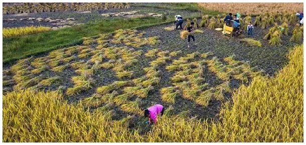 谷子怎么脱壳 | 三农答疑